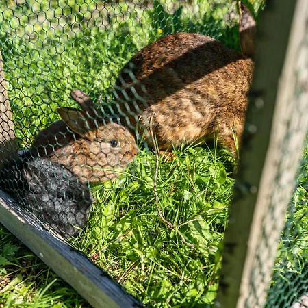 Gaestehaus Gross Appartement Neustadt an der Weinstraße
